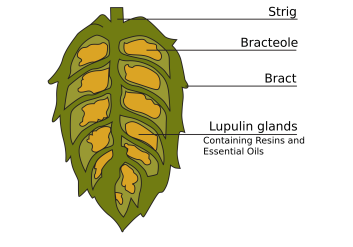 2000px-Cross-section_of_hop_cone.svg